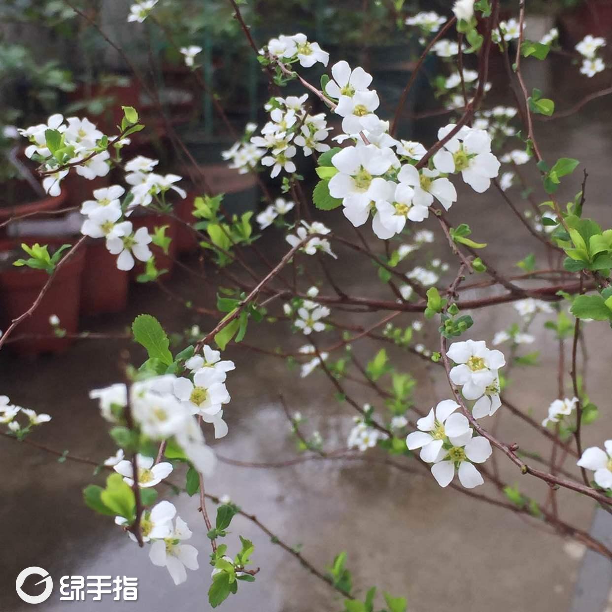 还在纠结是否要做借卵试管婴儿？我们先来看看具体的过程