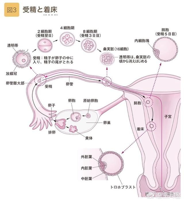 什么是人工授精和供卵试管婴儿？如果我想做，需要准备些什么？