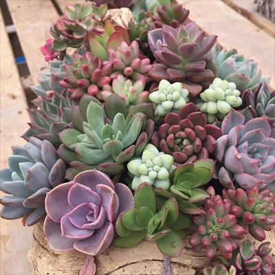 借卵试管婴儿术前检查需要多长时间？