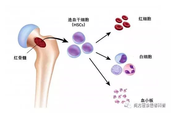 为什么供卵做助孕供卵试管建议做羊穿