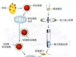 43岁试管成功几率大不大看这里,掌握这些秘诀很关键