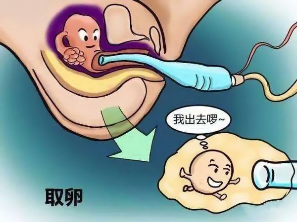 北京市找个愿意试管代怀的移植一次可以放几个